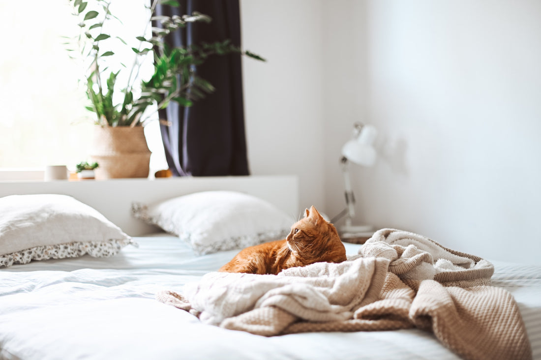 10 Beneficios de Tener un Gato en Casa