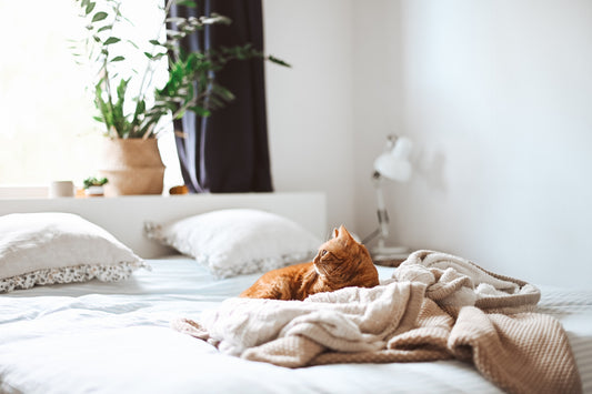 10 Beneficios de Tener un Gato en Casa