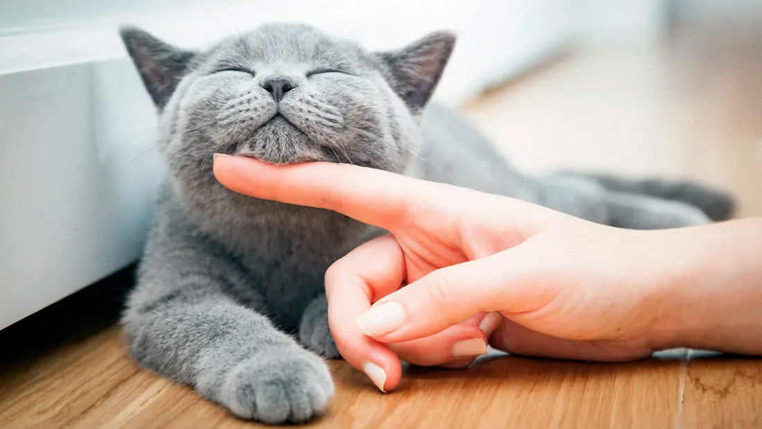 Cómo preparar a tu gato si no le gustan las visitas