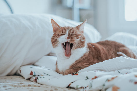 Cómo mantener a tu mascota cómoda durante el invierno