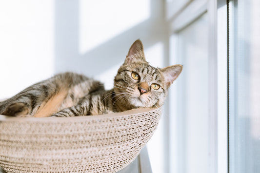 Cómo Proteger a tu Gato en una Ola de Calor