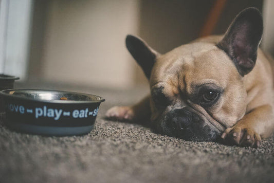 Cuantas Veces al Dia Debe Comer un Perro