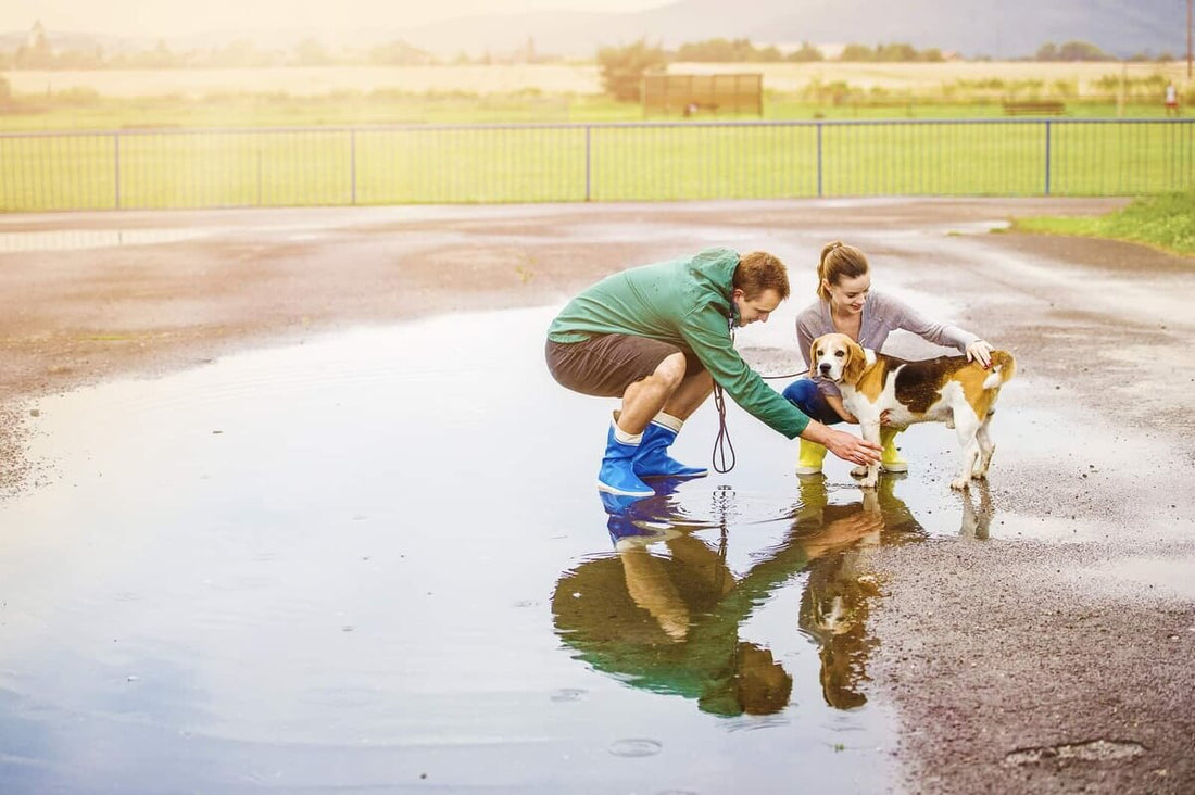 Tips para pasear a tu perro cuando está lloviendo