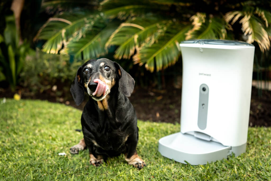 Dispensador de comida junto a un perro