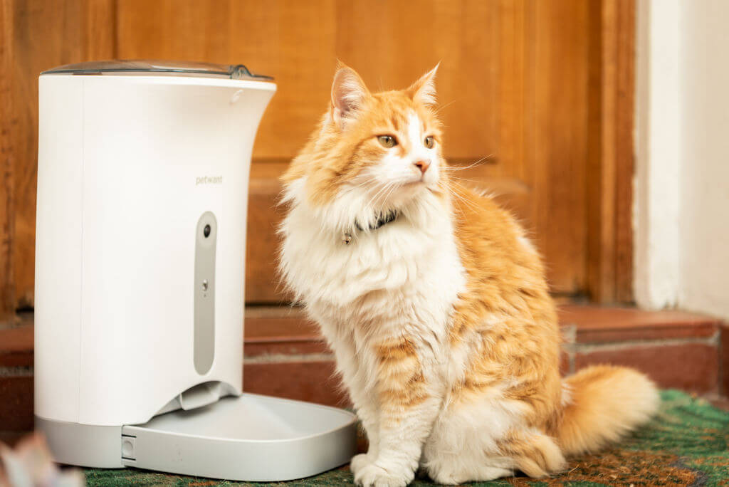 Dispensador de comida con un gato